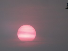The sun sets through smokey skies over Kingston as a seagull soaks in the last bit of warmth on Thursday.