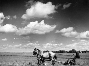 This unidentified image shows a Perth County farmer using horses to plow his field. (Stratford-Perth Archives)