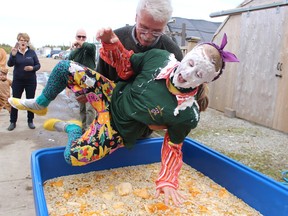 Cheryl Veary, founder of Fiery Faces, heads into a tub of cold water and pumpkin goop to "clean off" after getting a few cream pies to the face during a previous year's running of the event's family day. Fiery Faces, now a Kiwanis Club project based in Petrolia, is asking local residents to plant and donate pumpkins for this year's fall event.