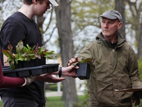 Great Lakes secondary school 12th-grader Ayden Gibbs hands plants to Climate Action Sarnia-Lambton's Mike Smalls for a woodland habitat project at the Sarnia school Friday, May 5, 2023. (Tyler Kula/ The Observer)