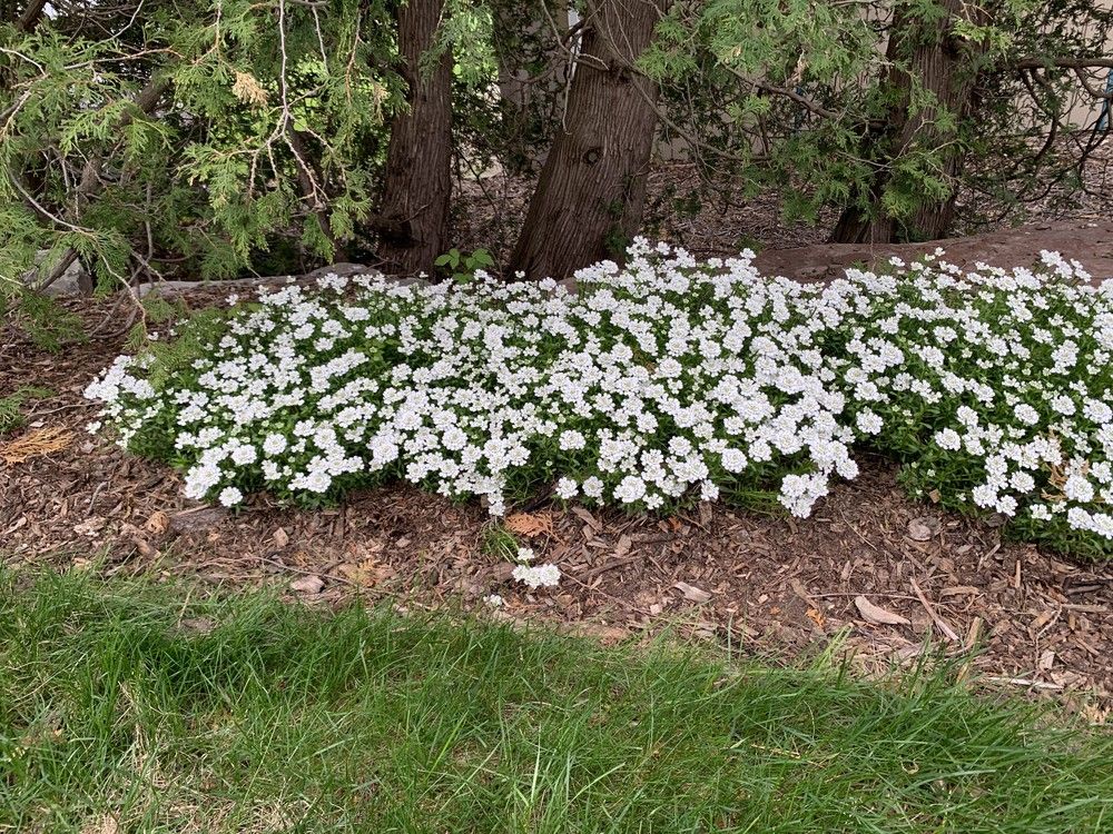 GARDEN CLIPPINGS: The best white perennials