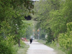 The Howard Watson nature trail is being moved slightly west as part of a plan to extend the Rapids Parkway under Highway 402 and connect it with Exmouth Street.  Lights where the trail crosses Exmouth Street are visible in the background as people use the trail Friday, May 19, 2023. (Tyler Kula/ The Observer)