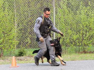 Const. Chris Vitali and K9 partner Royal, take part in a demonstration at the Greater Sudbury Police emergency response unit and police K9 demonstrations at the Lionel E. Lalonde Centre in Azilda, Ont. on Thursday May 18, 2023. The event was part of Police Week activities. John Lappa/Sudbury Star/Postmedia Network