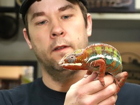 dennis-epp-holding-chameleon
