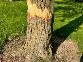 Damage was reported at $25,000 for trees that were seriously damaged by vandals last week in Mitchell's Keterson Park, provincial police say.