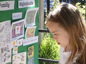 Brie Miltenburg memeriksa tanaman di keluarga nightshade.  foto FOO
