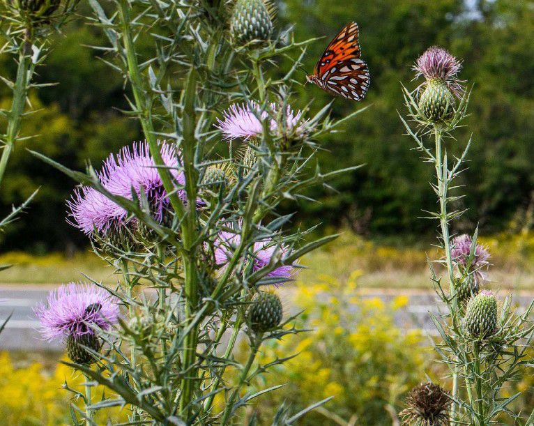 Huron aims to help pollinators through new roadside pilot project