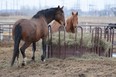 Two horses get a bite to eat outside of Hawker Pavilion in Fairview, Alta. on Saturday, April 25, 2020.