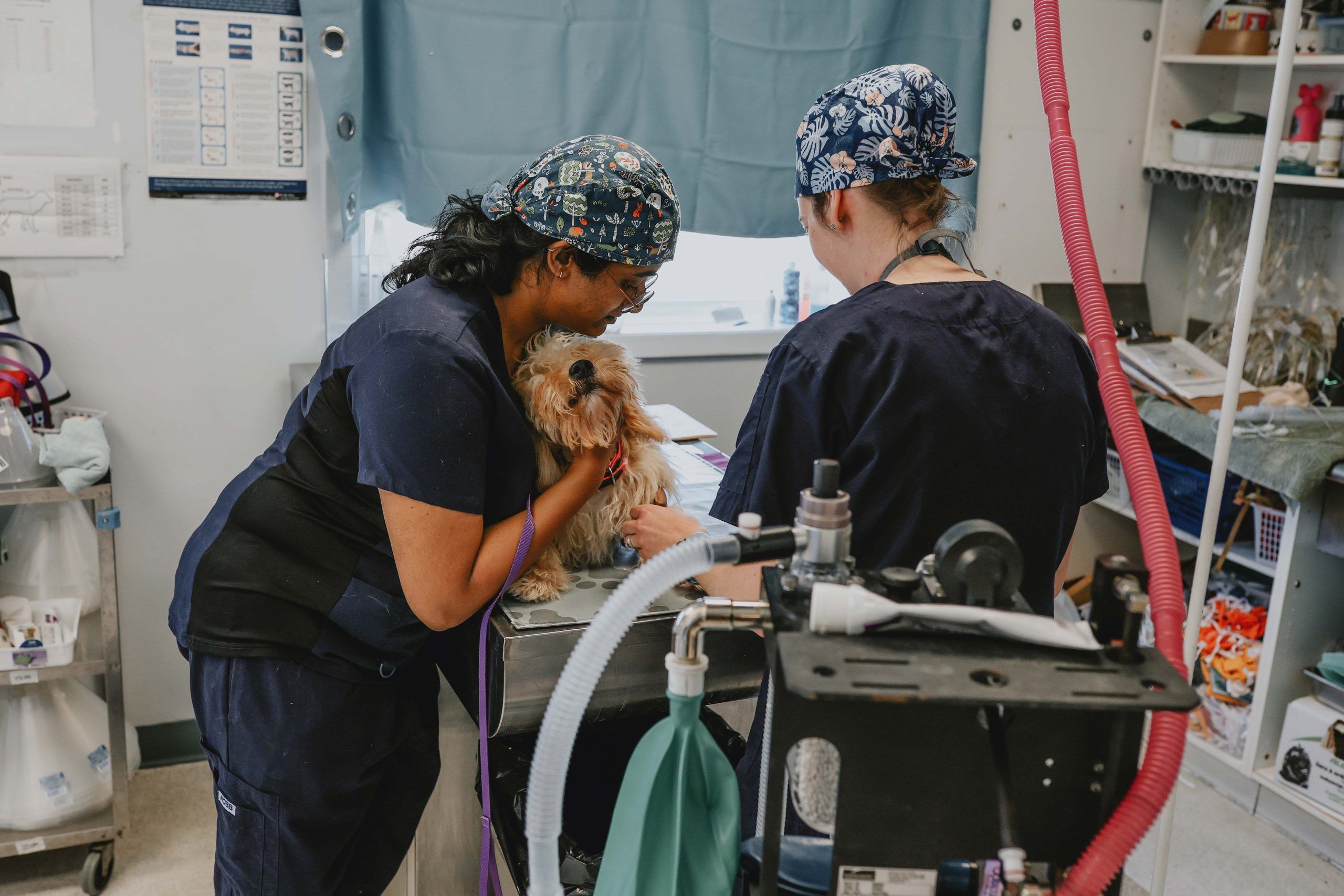 Nominate your pet's vet team in the Ontario SPCA’s Veterinary