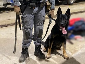 A K9 officer stands proud after making a drug bust. His long tongue hangs in happiness.