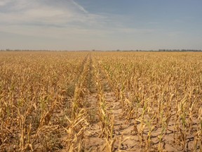 Corn fields ruined by drought