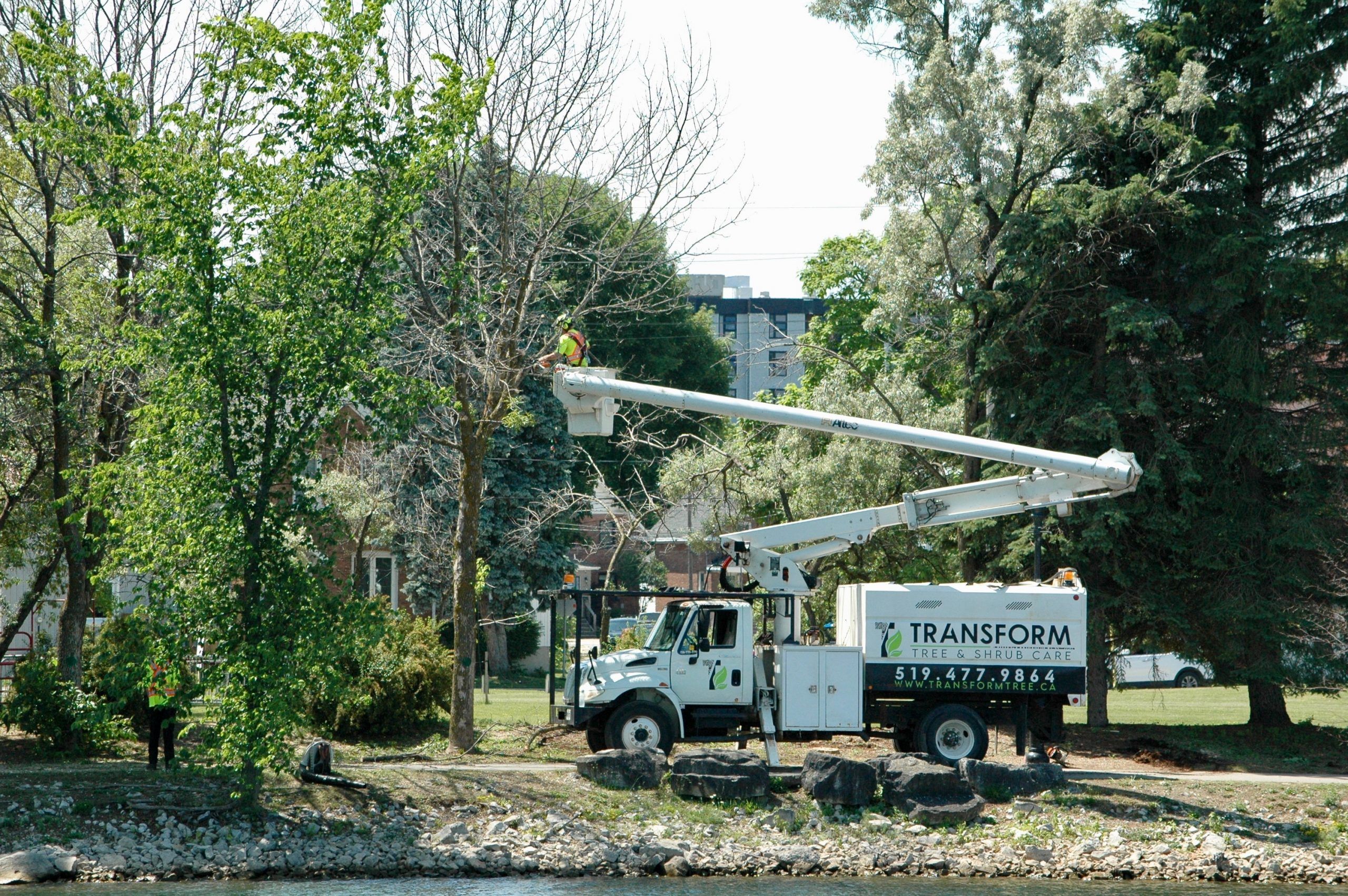 emerald-ash-tree-culling-begins-around-inner-harbour-owen-sound-sun-times