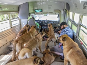 Linval Stewart takes his 12 dogs aboard the Bark bus