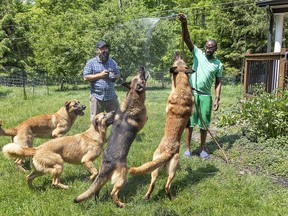 Linval Stewart cools down some of his 12 dogs.