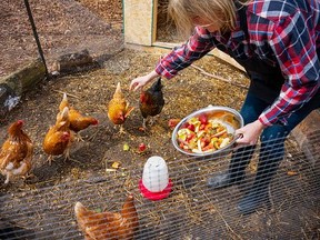 A woman feeding her backyard chickens fruit and vegetable scraps.  (Getty Pictures)