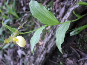 Yellow lady's-slipper orchid