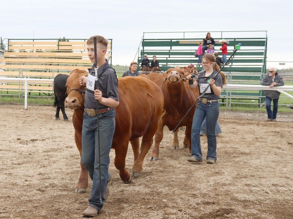 Mayerthorpe, Lac Ste. Anne Division 4H kids shine at Steer Show