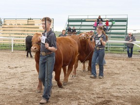 In the intermediate class of the Steer Show, Mayerthorpe 4-H members Tayden French, followed by Tacee French and Nate Erickson, entered the ring at the Mayerthorpe ag grounds. The 57th Annual Lac Ste. Anne 4-H Beef and Sheep Show and Sale was held on Monday.