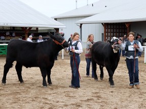 The Whitecourt 4-H Multi Club participated in the Steer Show at the 57th Annual Lac Ste. Anne 4-H Beef and Sheep Show and Sale in Mayerthorpe. Presenting their steers were Rebekah Erickson and Travis Erickson.
