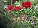 The beauty of Livemere poppy with sweet rocket in the background.  (Doug Reberg/Special to the Beacon Herald)