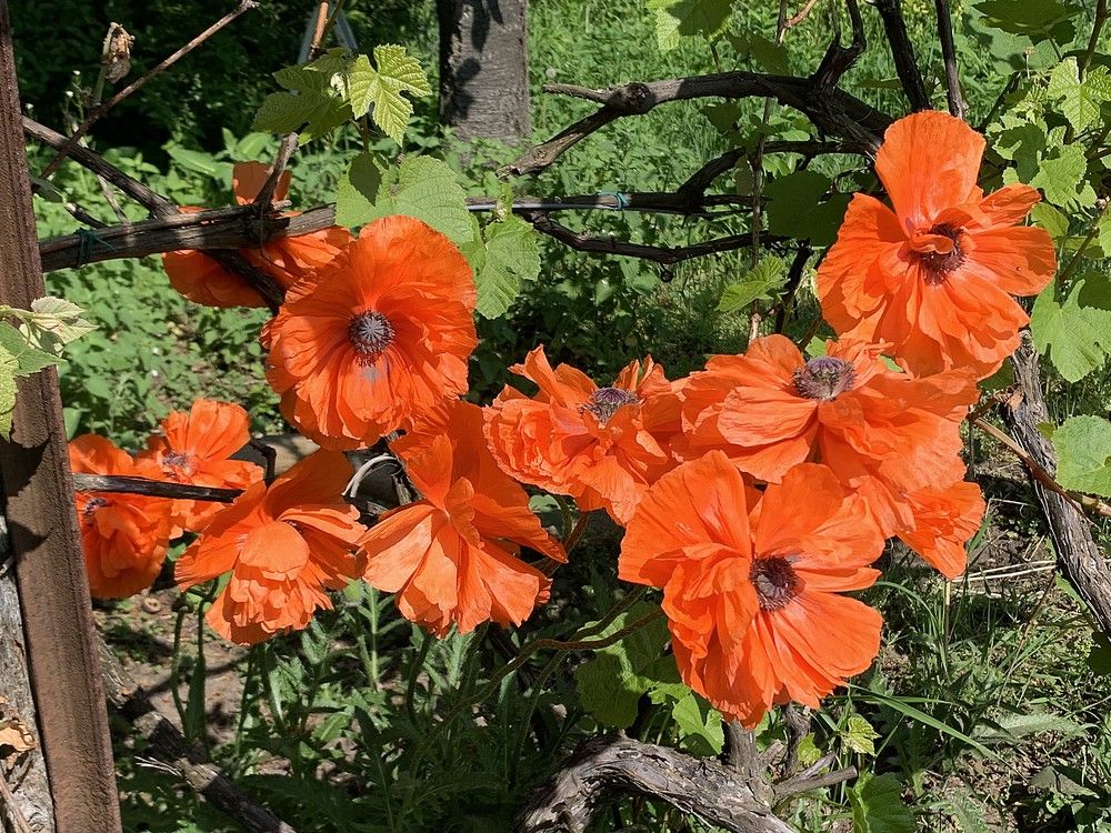 GARDEN CLIPPINGS Poppies put on a memorable, if shortlived, show