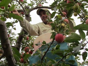 Picking apples.