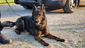 Taz, a police dog with the Woodstock Police Service, died after ingesting drugs during a search in Stratford July 3. Submitted photo