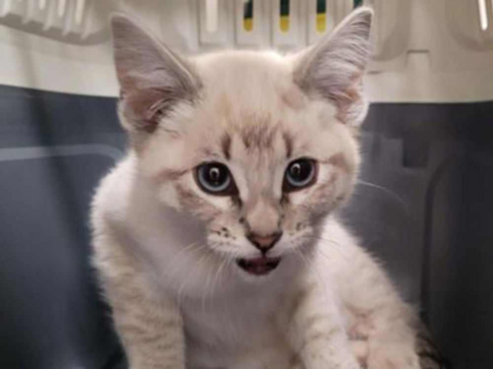 Abandoned cat with serious injuries found by Quesnel BC SPCA Prince