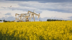 CP-Web. Pumpjacks draw oil out of the ground in a canola field near Olds, Alta., Thursday, July 16, 2020. One year after oil prices crashed to their first and only negative close during a perfect storm of energy demand bad news, Canada's oilpatch is poised to report a first-quarter gusher of cash flow thanks to a dramatic recovery in global demand.