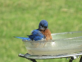 Bluebird taking a bath. Supplied photo