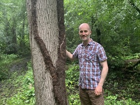 Robert Fedrock, of Paris with the poison ivy plant that he discovered on his property. The plant, at 68-feet or 20.75 metres, has been recognized by Guinness World Records as the tallest poison ivy plant in the world. Vincent Ball/Brantford Expositor/Postmedia Network