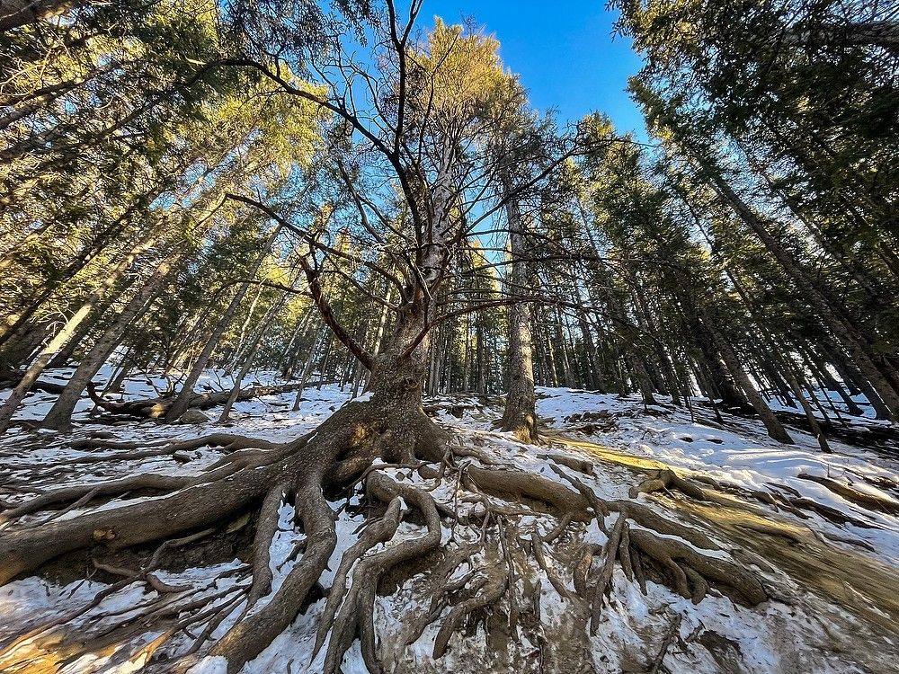 Cochrane's historic Grandfather Tree Cochrane Times