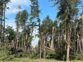 Many spruce trees with wind damage