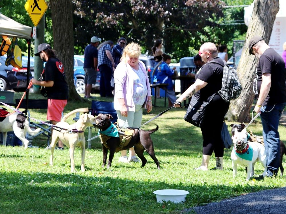 Yapping their way to joy at Thousand Islands Bark Bash The County