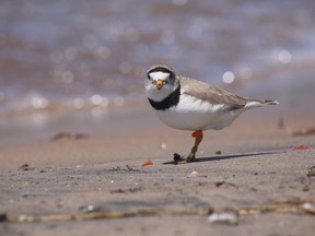 adult piping.plover