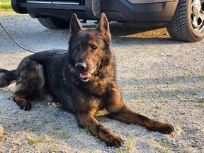Taz, a police dog with the Woodstock Police Service, died after ingesting drugs during a search in Stratford July 3. Submitted photo