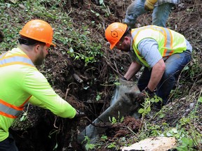 Please Bring Me Home citizen search group co-founders Nick Oldrieve (left) and Matt Nopper remove scrap metal from an area of interest during the search for Lisa Maas on Sunday, July 16, 2023 on the 35th-anniversary of her disappearance. Greg Cowan/The Sun Times