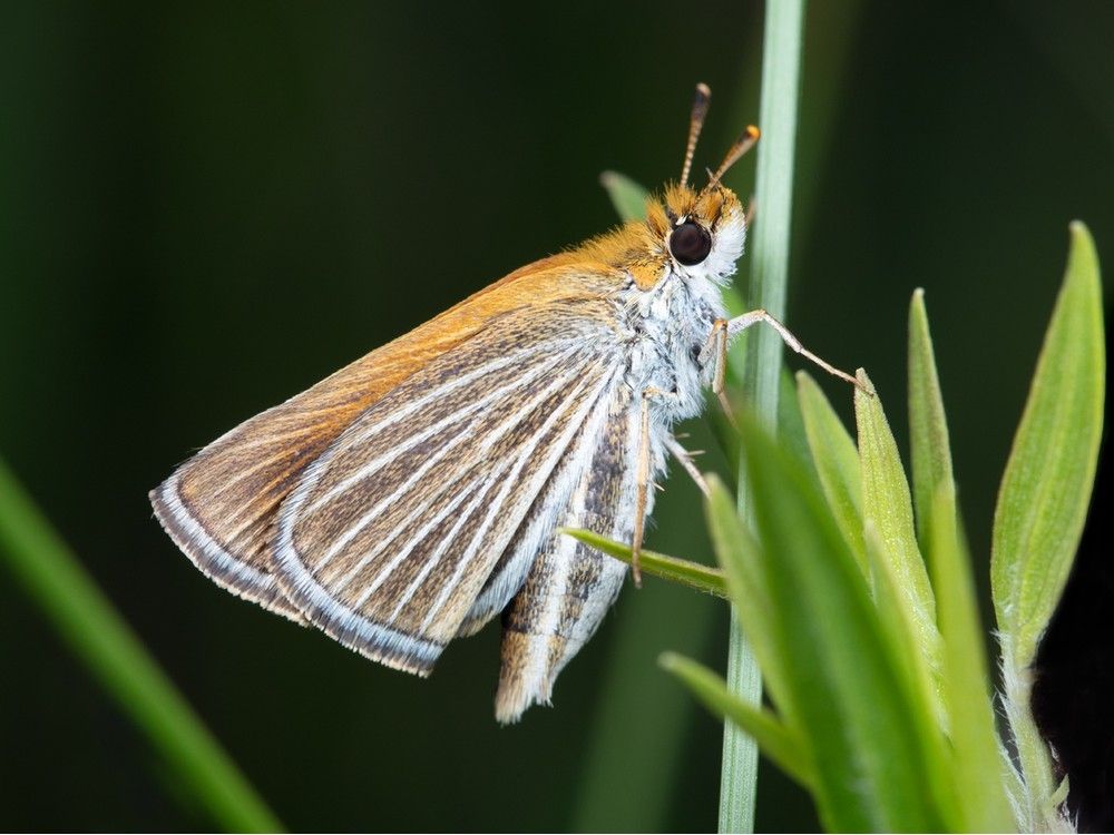 More than 50 critically endangered butterflies released onto new site