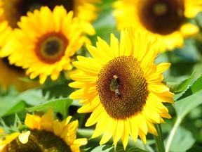 Close up shot of sunflowers, with a bee pollinating one in centre frame.