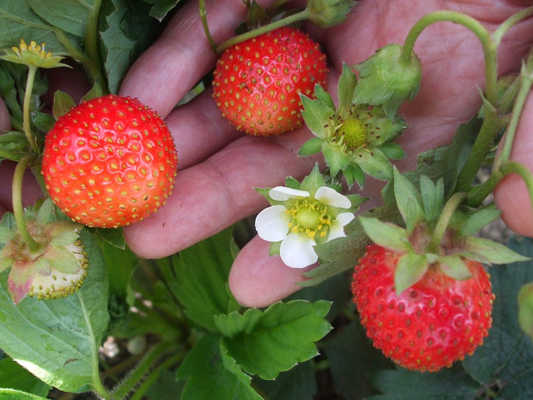 RAIN partners to study greenhouse technology for berry growth