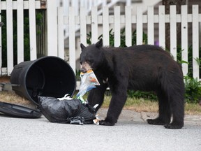 A Black bear rips garbage bags apart looking for food in an alley in the Burke Mountain neighbourhood of Coquitlam, BC Tuesday, June 13, 2023.