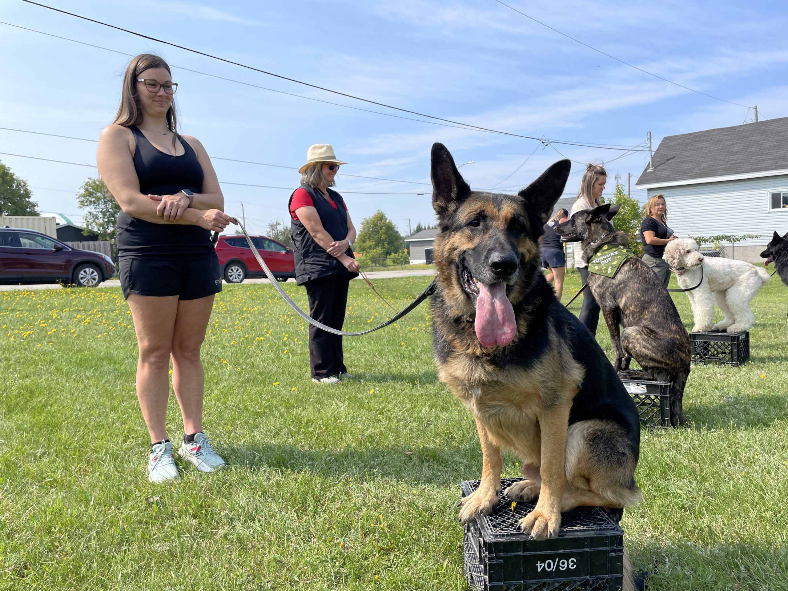 Timmins dogs learn obedience by voice command | The Daily Press