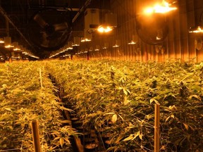 Police have dismantled a multi-million dollar grow op in a Brantford industrial building.