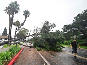 A man on his morning jog runs past a fallen tree resulting from Hurricane Hilary rainfall on Aug. 21 in San Diego where the centre of the storm arrived sooner than expected and moved on further north toward Palm Springs.