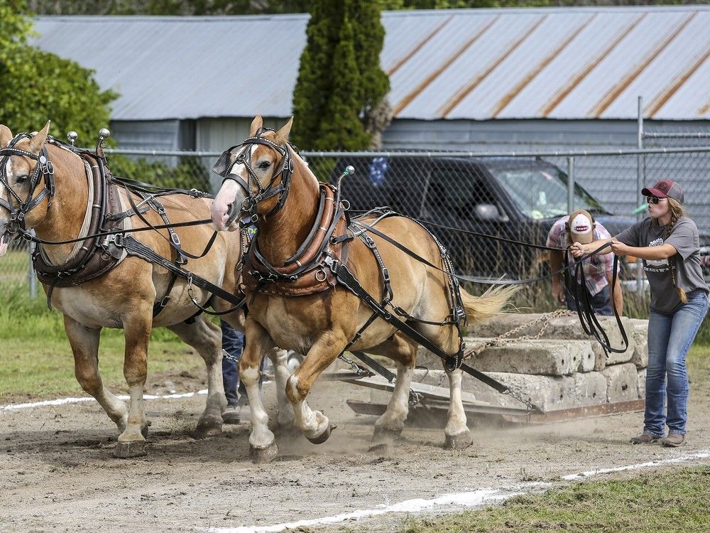 Deseronto woman drives heavy horses in maledominated sport Cornwall