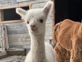 Fergie the missing one-month-old alpaca