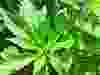 Palmer Amaranth weed plant