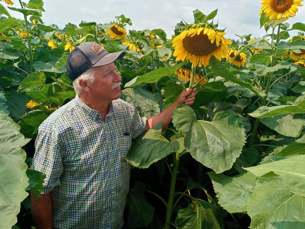 Sunflower patch raises money for St. Thomas Elgin hospital foundation ...