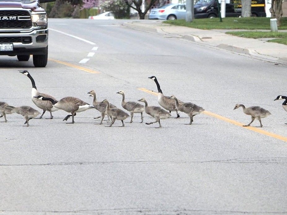 How many geese are too many? | The Stratford Beacon Herald