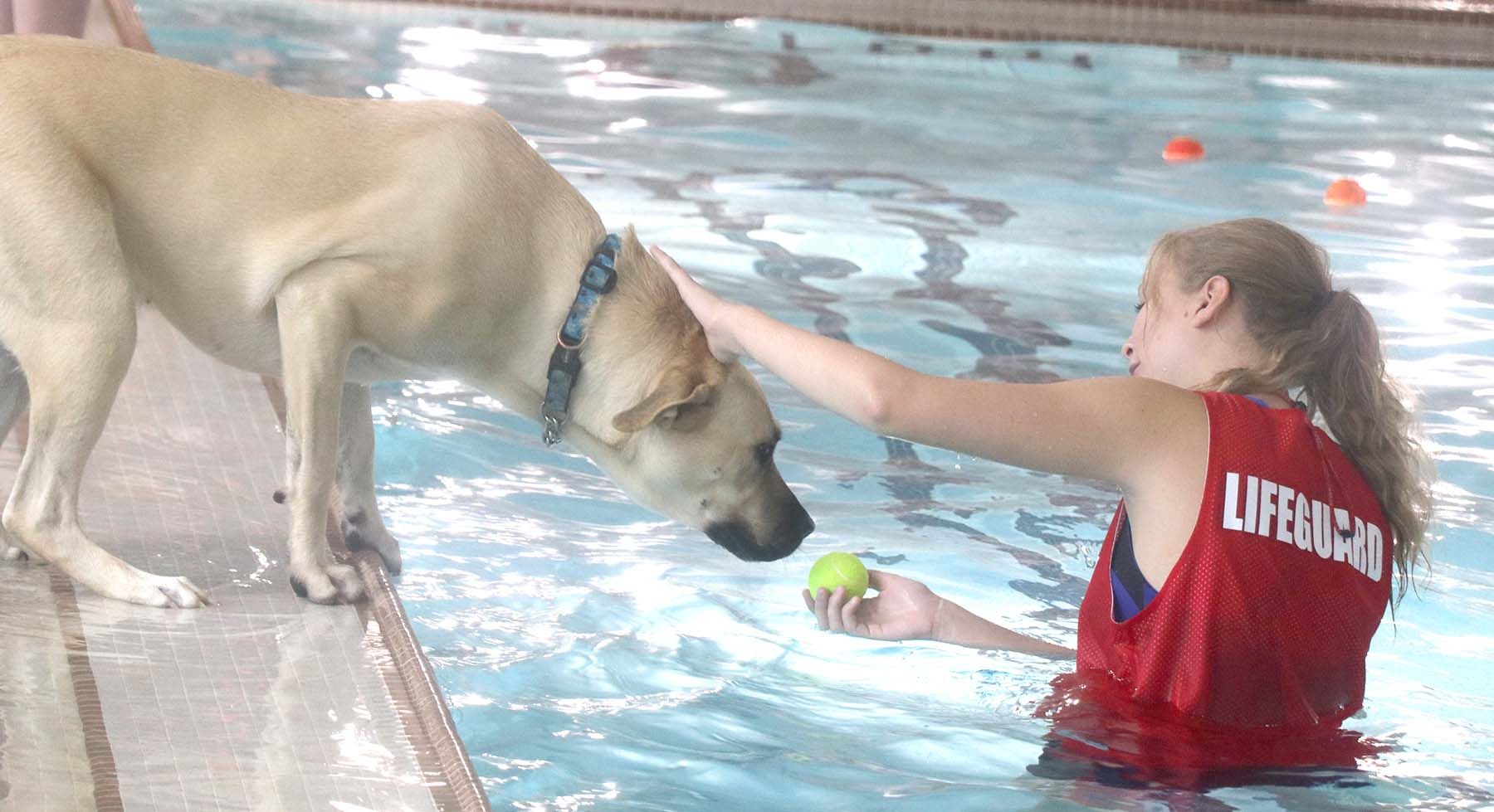 Dogs take dips at YMCA Gallery Sault Star